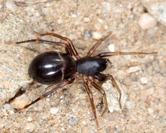Corinninae