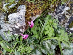 Cyclamen repandum