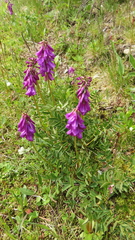 Hedysarum consanguineum