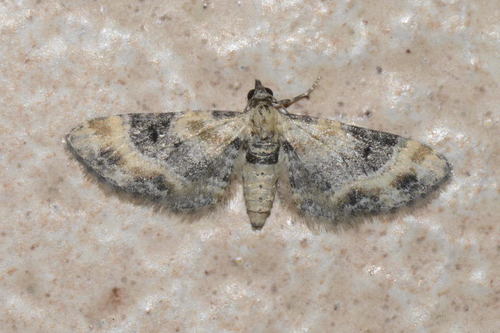 Toadflax Pug, photo 6 of 10