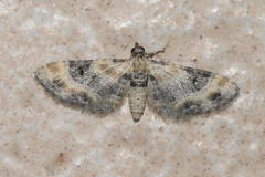 Eupithecia linariata