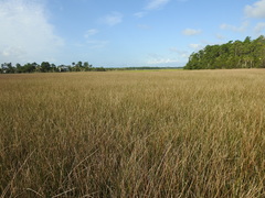 Juncus roemerianus