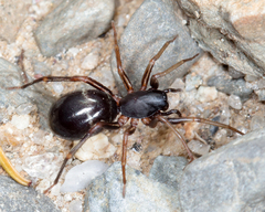 Corinninae
