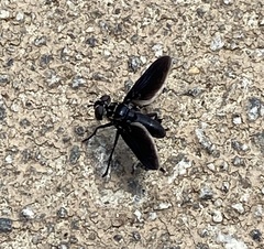 Trichopoda lanipes
