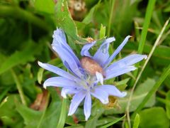 Centaurea cyanus