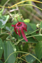 Passiflora cupraea