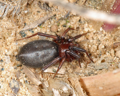 Corinninae