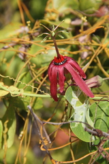 Passiflora cupraea