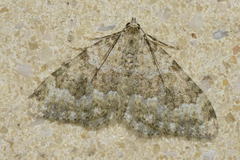 Coenotephria ablutaria