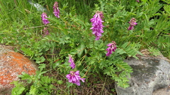 Hedysarum consanguineum