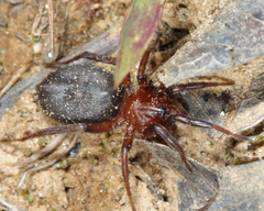 Corinninae
