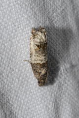 Notocelia incarnatana