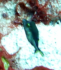 Canthigaster rostrata