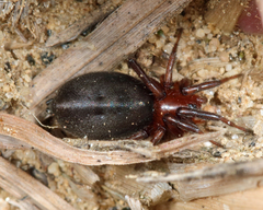 Corinninae