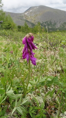 Hedysarum consanguineum