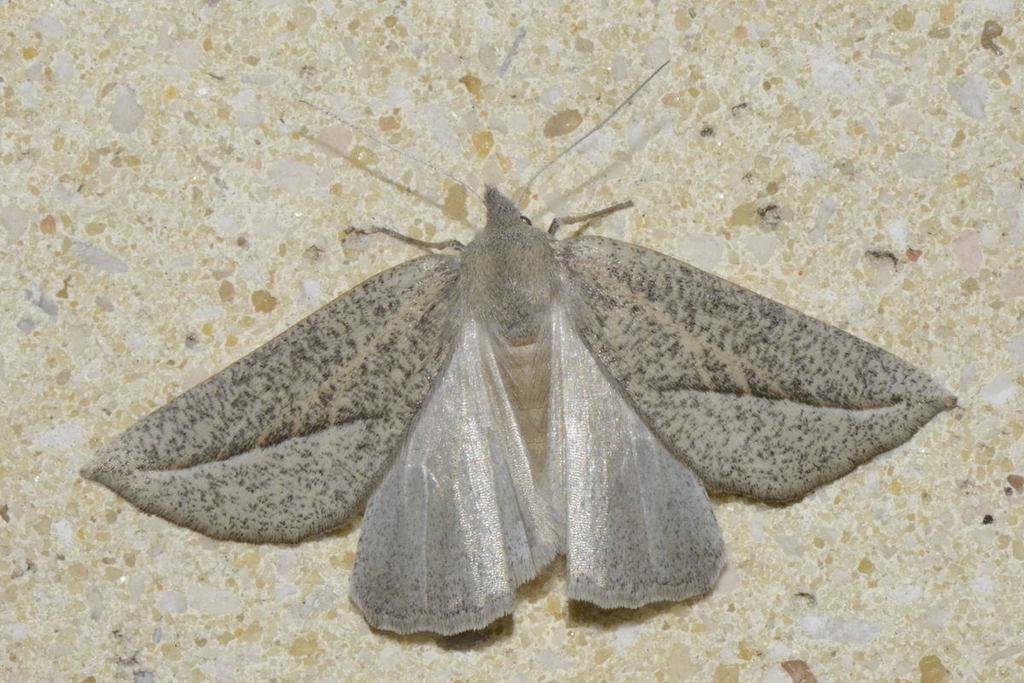 Compsoptera opacaria