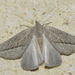 Compsoptera opacaria - Photo (c) Pascal Dubois, algunos derechos reservados (CC BY-NC), subido por Pascal Dubois