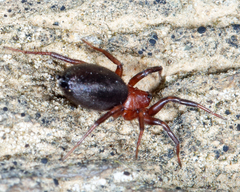 Corinninae