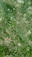 Capsella