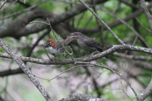 Bronzed Cowbird, photo 4 of 10