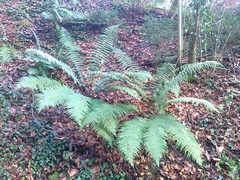 Dryopteris affinis
