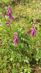 Hedysarum consanguineum