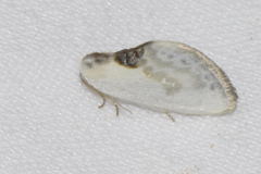 Cilix glaucata