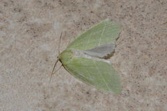 Bena bicolorana