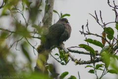 Patagioenas plumbea
