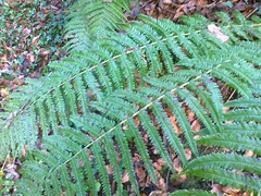 Dryopteris affinis