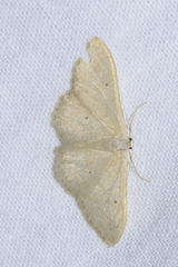 Idaea straminata