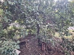 Alectryon subcinereus