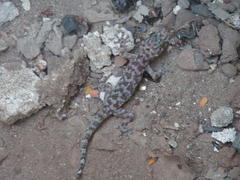 Phyllodactylus tuberculosus