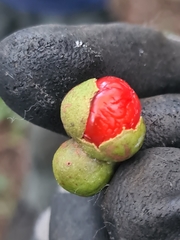 Alectryon subcinereus