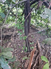 Alectryon subcinereus