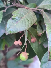 Alectryon subcinereus