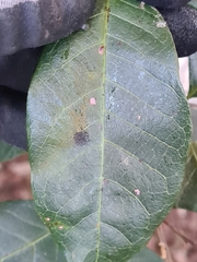 Alectryon subcinereus