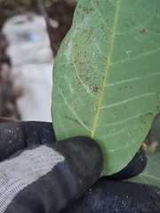 Alectryon subcinereus