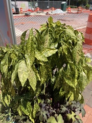 Aucuba japonica