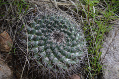 Mammillaria wagneriana