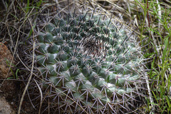 Mammillaria wagneriana