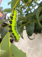 Copaxa multifenestrata