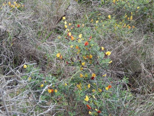Chamaecytisus spinescens, photograph 3