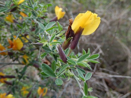 Chamaecytisus spinescens, photograph 2