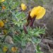 Chamaecytisus spinescens - Photo (c) Luca Fornasari, some rights reserved (CC BY), uploaded by Luca Fornasari