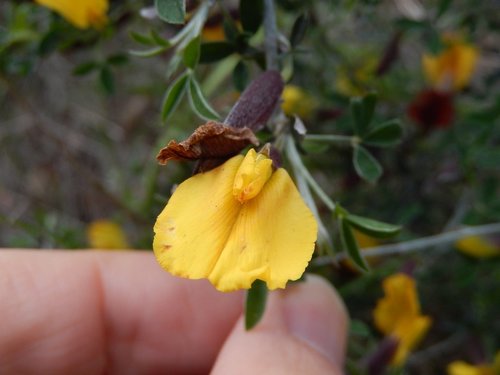 Chamaecytisus spinescens, photograph 4