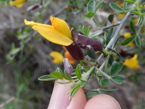 Chamaecytisus spinescens, photograph 5
