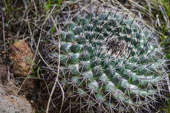 Mammillaria wagneriana