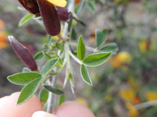 Chamaecytisus spinescens, photograph 6