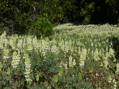 Lupinus densiflorus